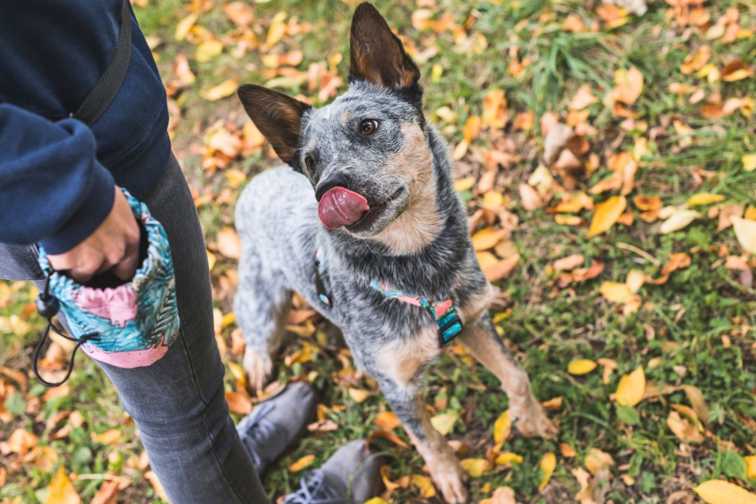 Australian cattle dog