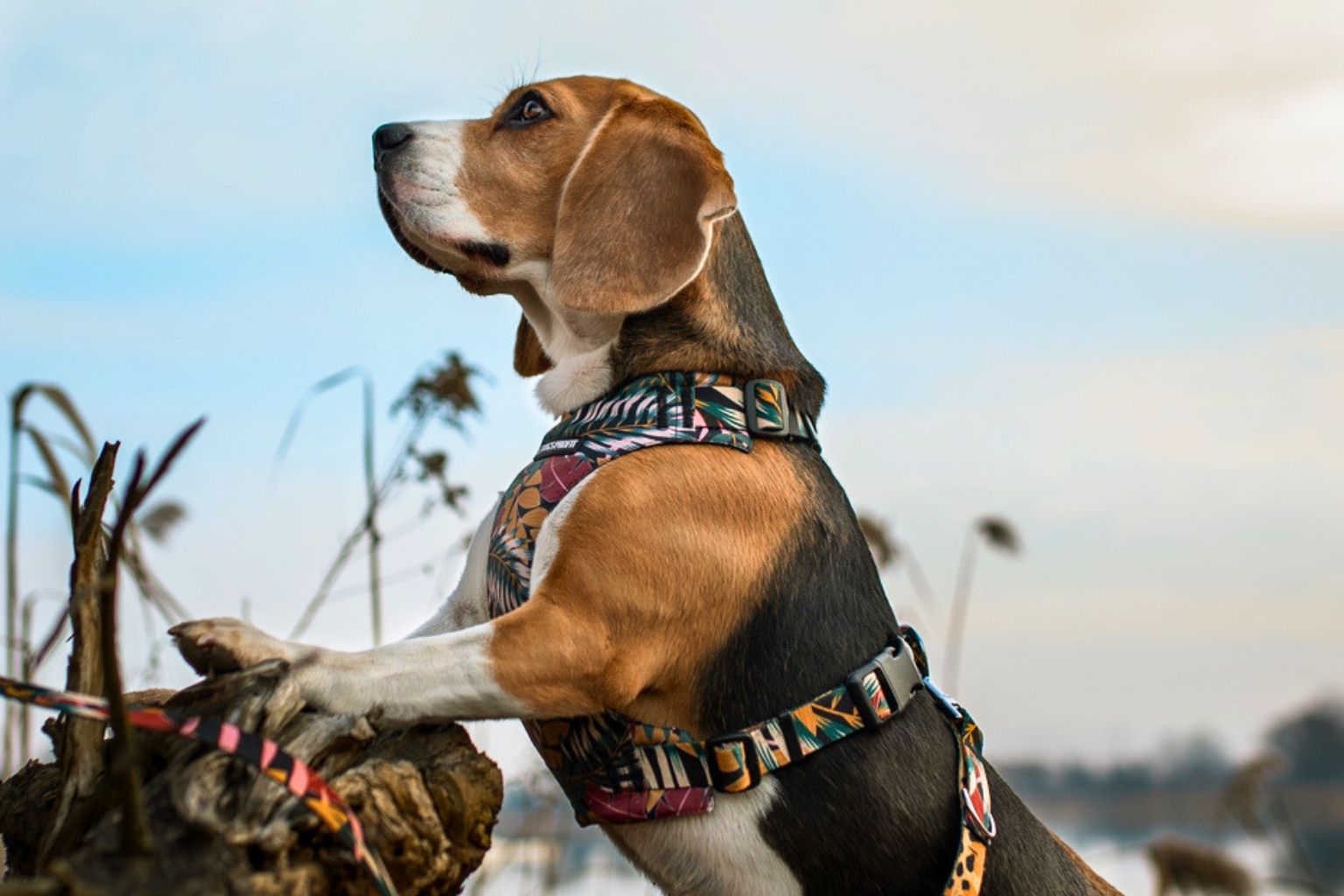 Beagle