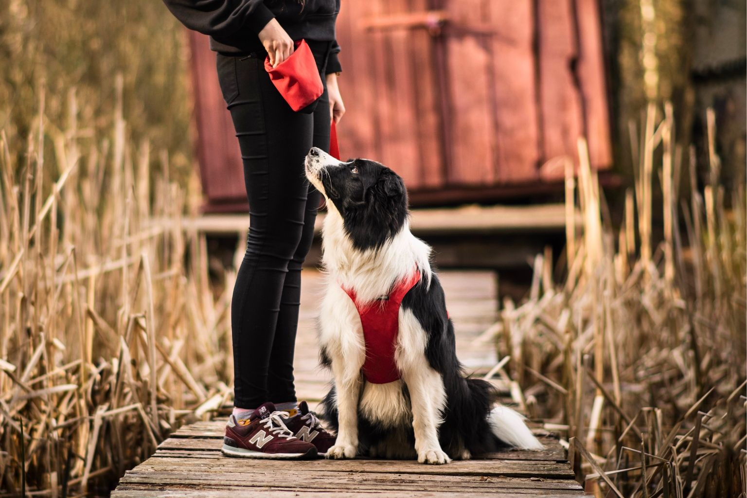Border collie