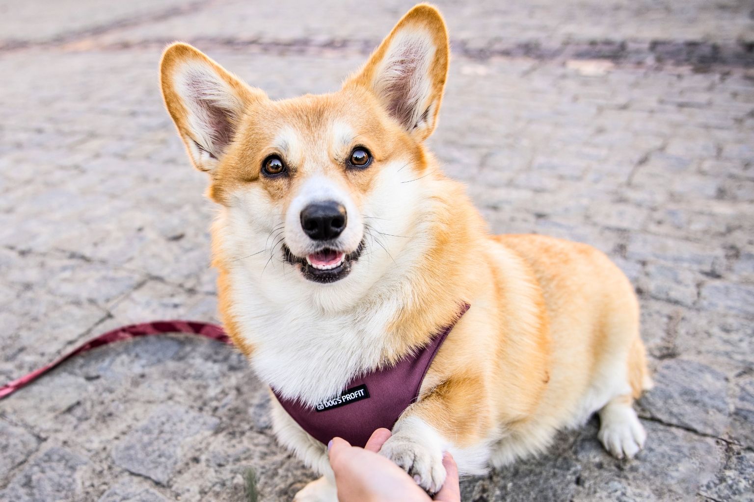 Welsh corgi pembroke