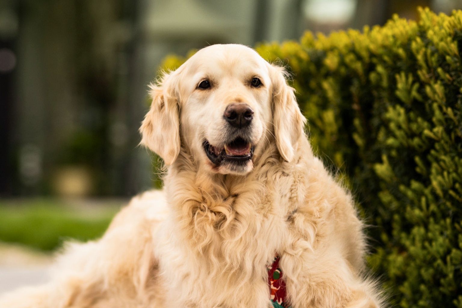 Golden retriever