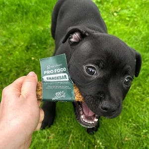 Szczeniak z gryzakiem od Dog's Profit