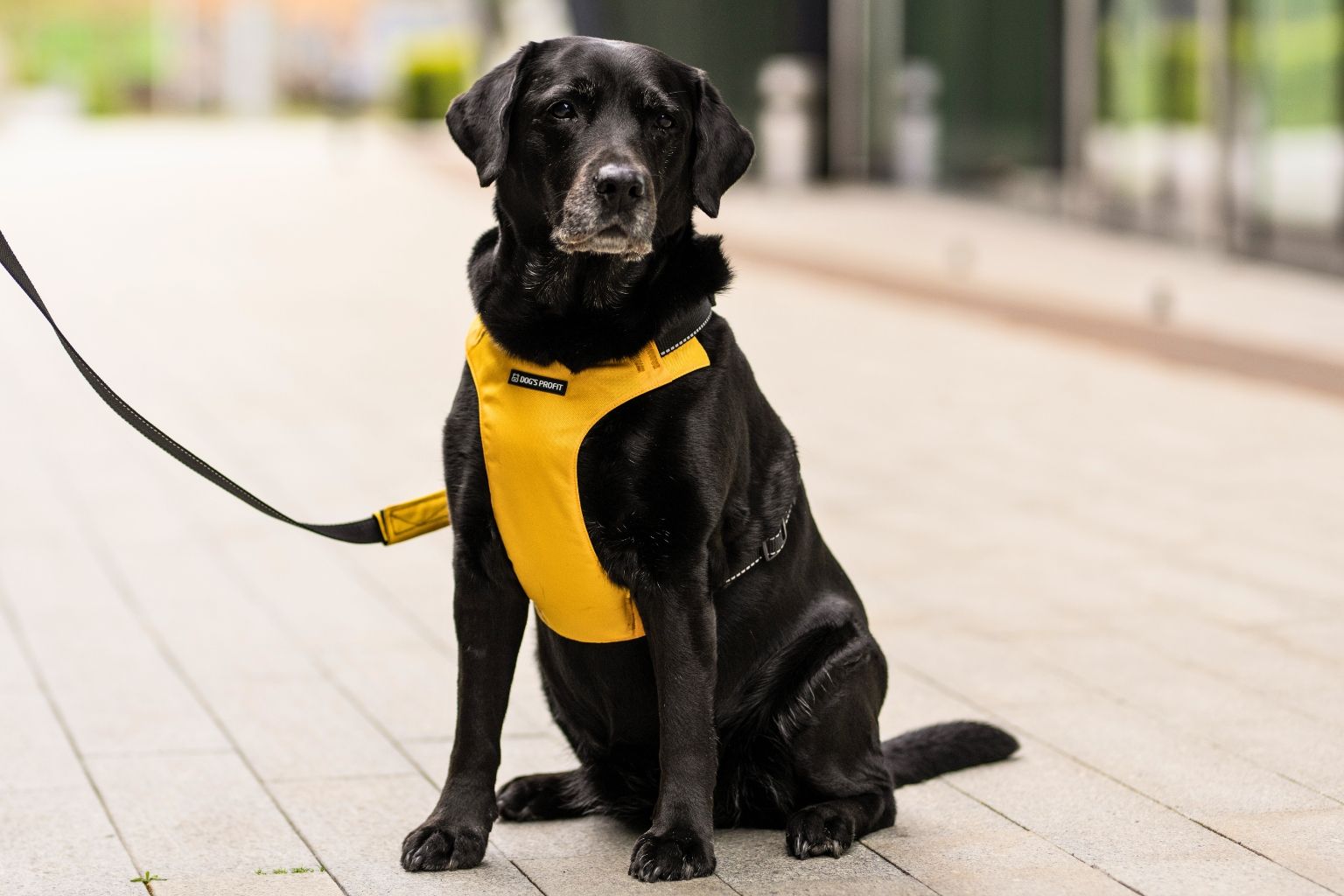 Labrador retriever