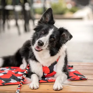 Mata dla psa Dog's Profit