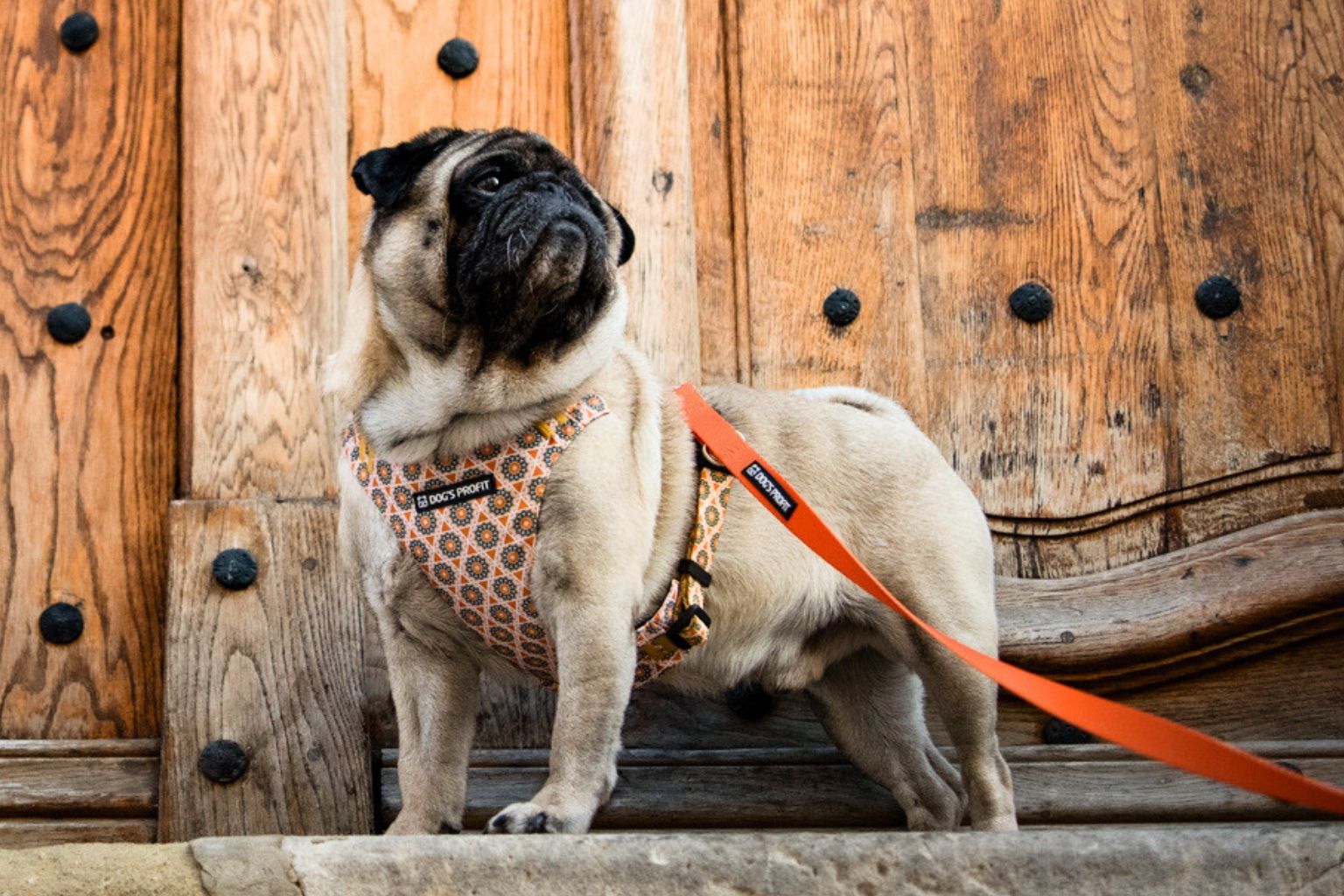 Mops