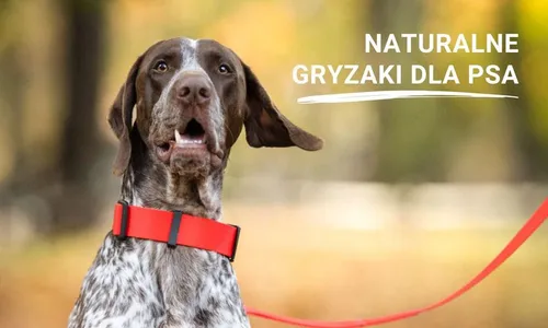 Naturalne gryzaki dla psa