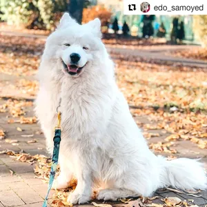 Obroża połzaciskowa na psiaku ze smyczą Dog's Profit