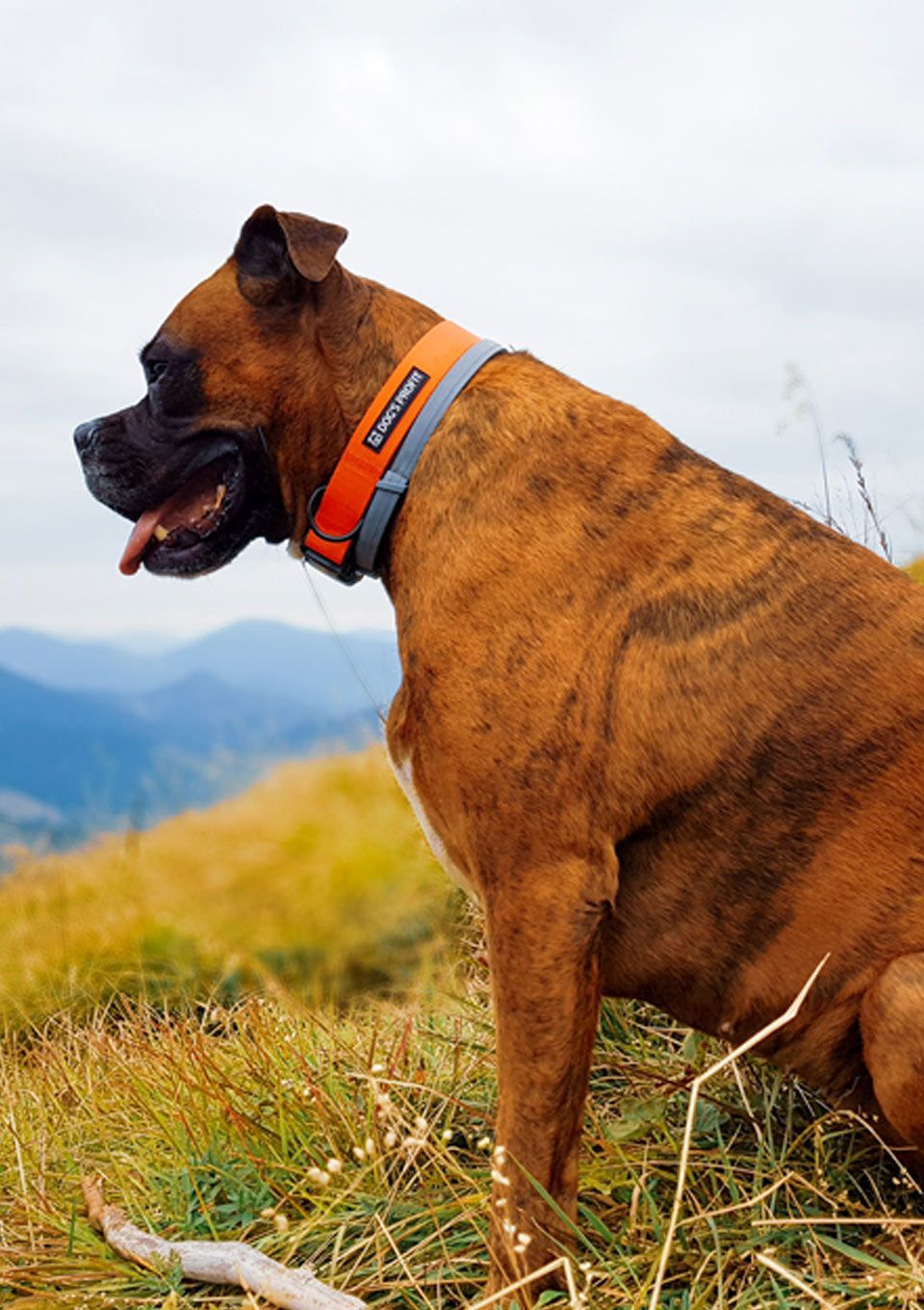 Obroża AMARILLO S | 20mm