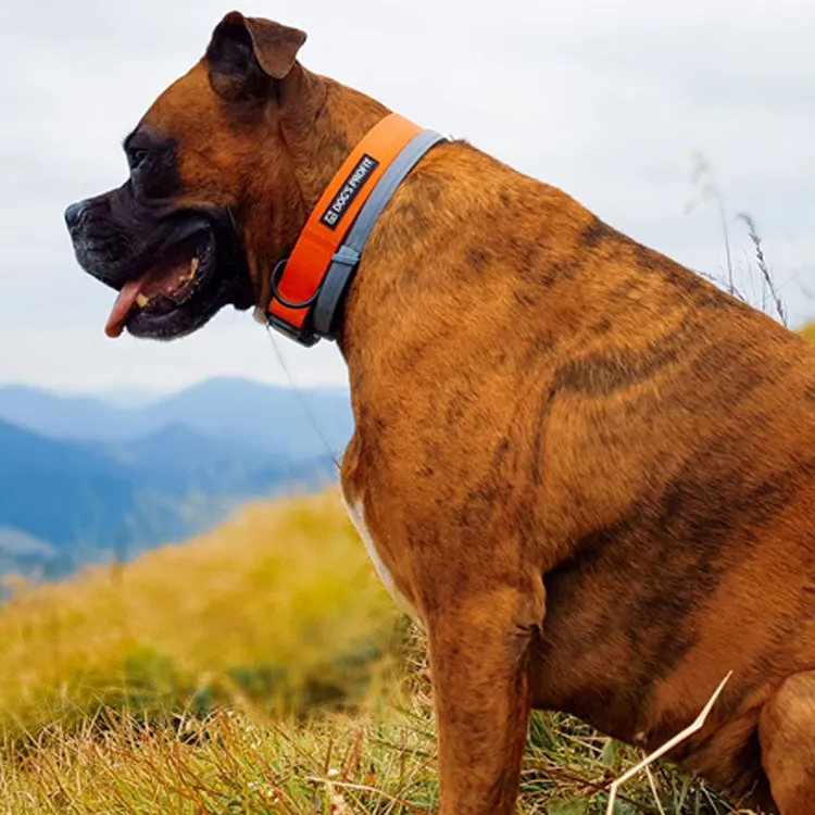 Obroża AMARILLO S | 20mm