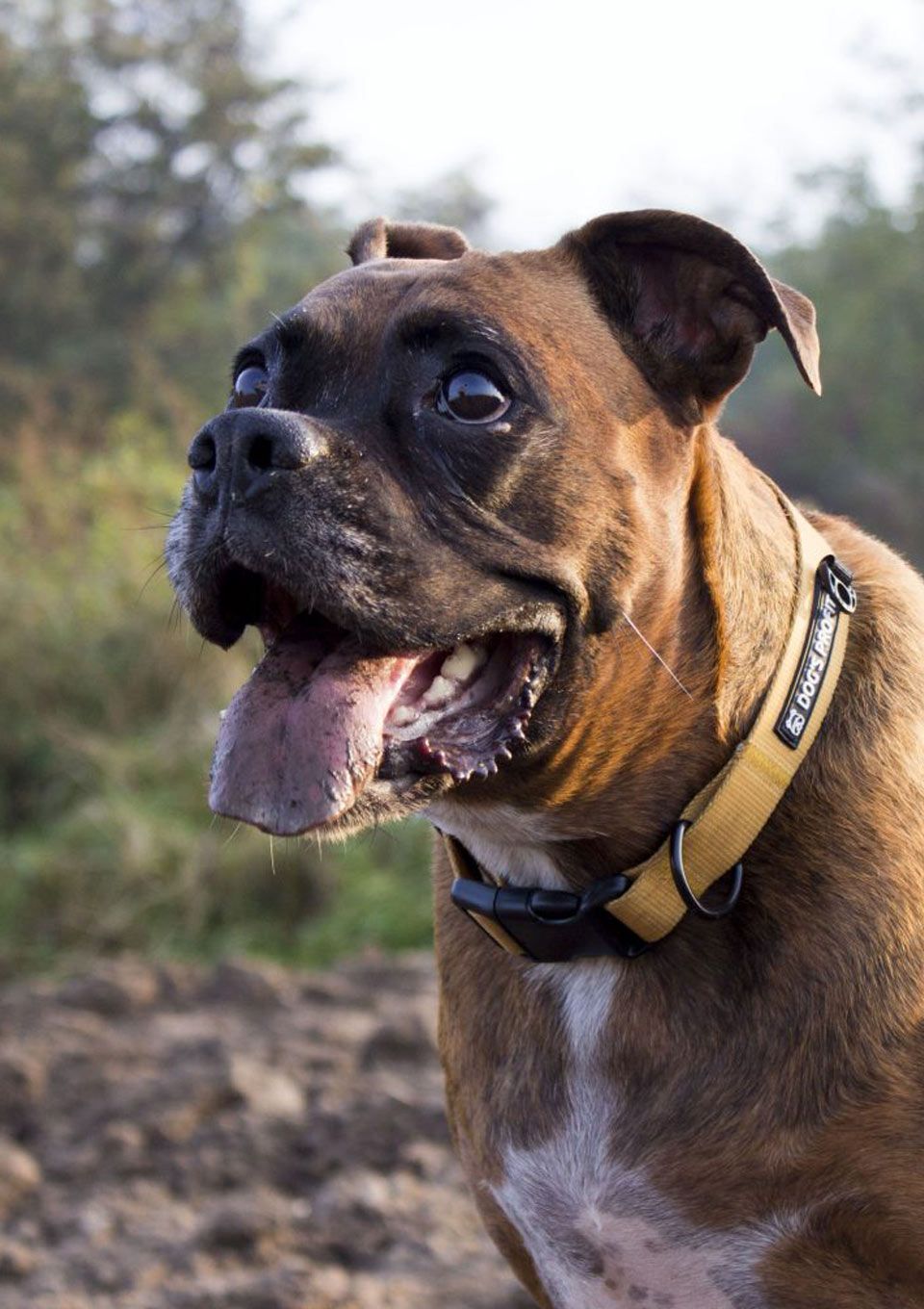 Obroża CARAMEL S | 20mm