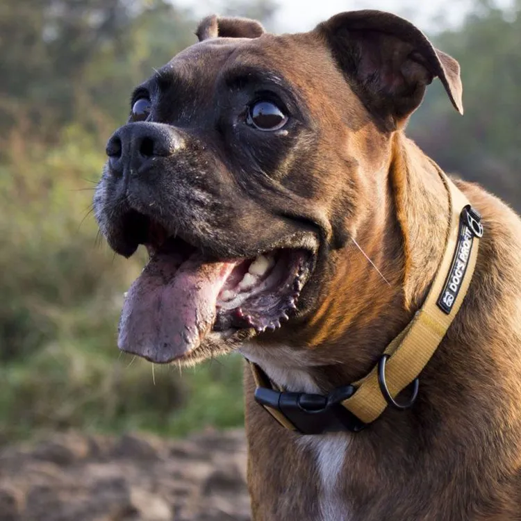 Obroża CARAMEL S | 20mm