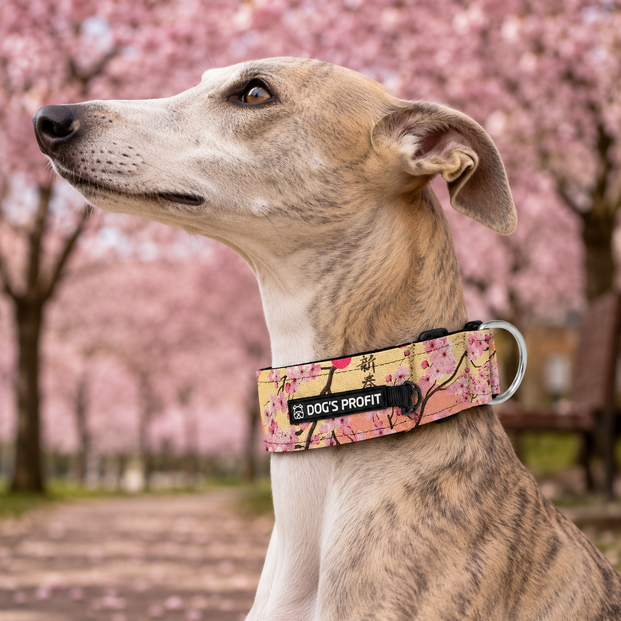 Obroża półzaciskowa dla charta Sakura XS|25mm (25-30cm)
