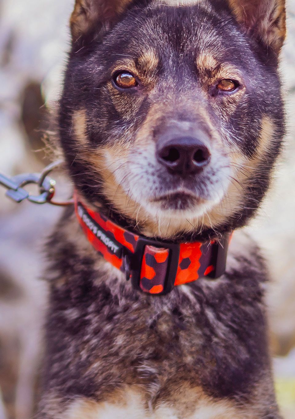 Obroża DOG&ROLL S | 20mm