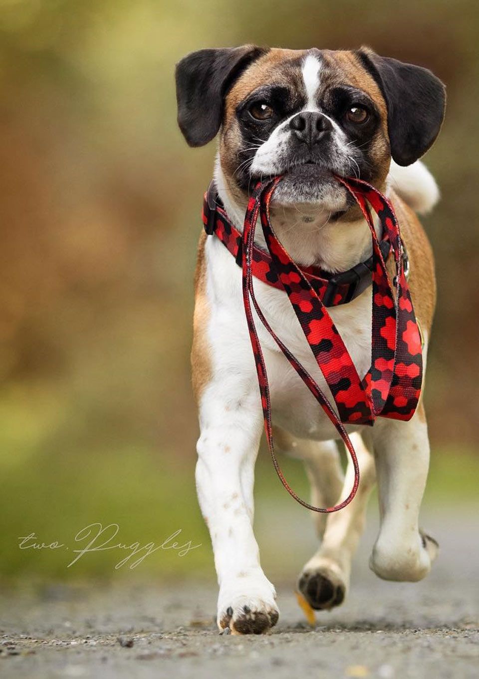 Smycz miejska DOG&ROLL 150cm 20mm