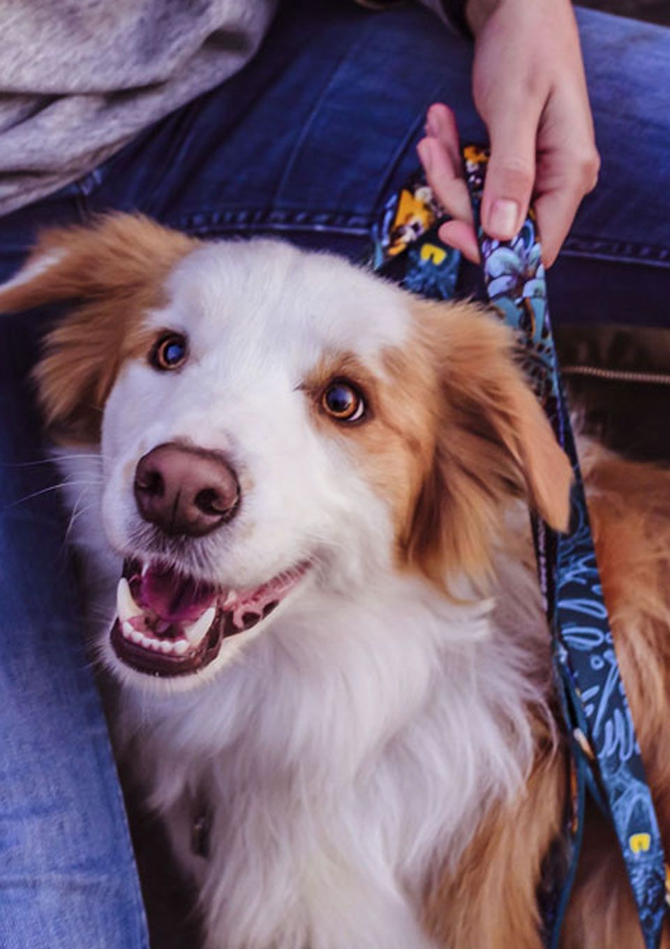 Obroża EXOTIC S | 20mm