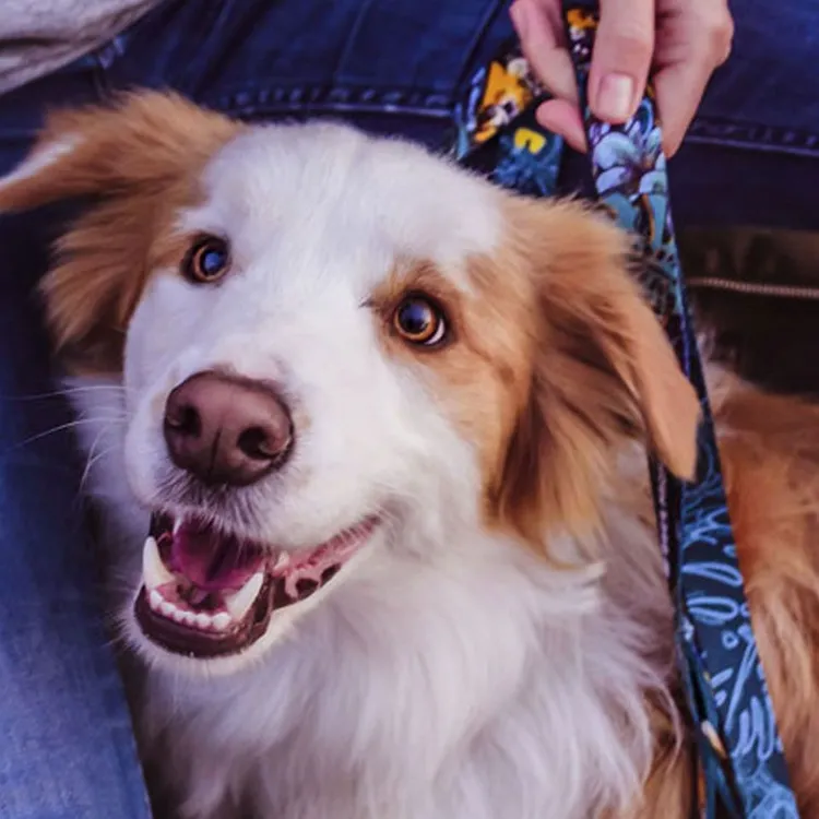 Obroża EXOTIC S | 20mm