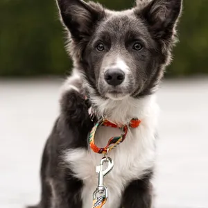 Pętelka w obroży martingale Dog's Profit
