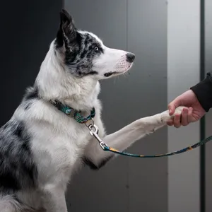 Obroża martingale ze smyczą Dog's Profit