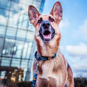 Obroża martingale na psiaku Dog's Profit