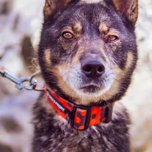Obroża z klamrą dla psa Dog's Profit