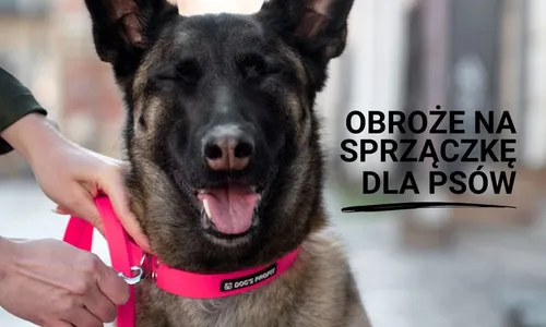 Obroże ze sprzączką