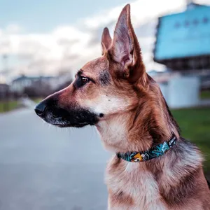 Obroża półzaciskowa dla psa Dog's Profit