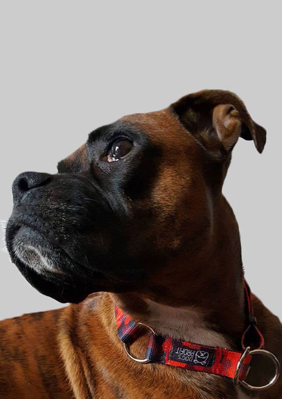 Obroża półzaciskowa DOG&ROLL S | 20mm