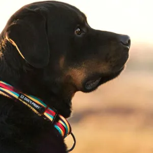 Obroża połzaciskowa na psiaku Dog's Profit