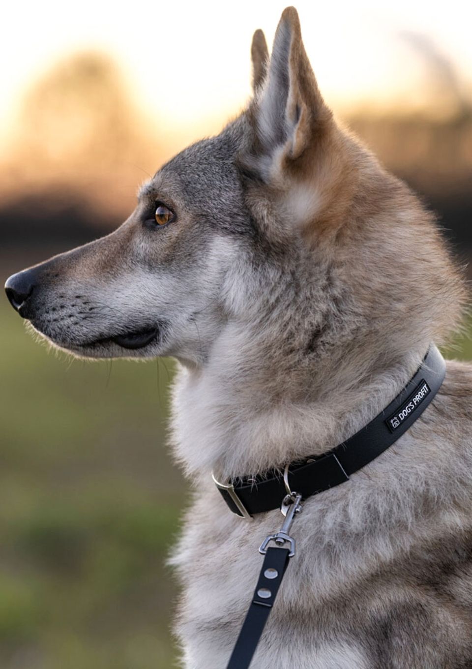 Smycz miejska ADVENTURE BLACKY 150cm 16mm