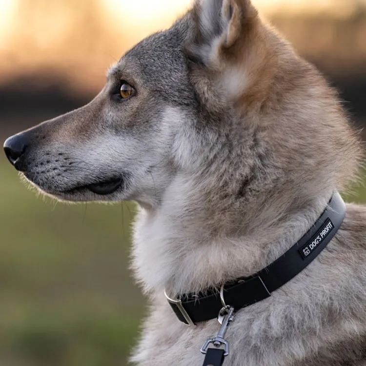 Smycz przepinana ADVENTURE BLACKY 240cm 13mm