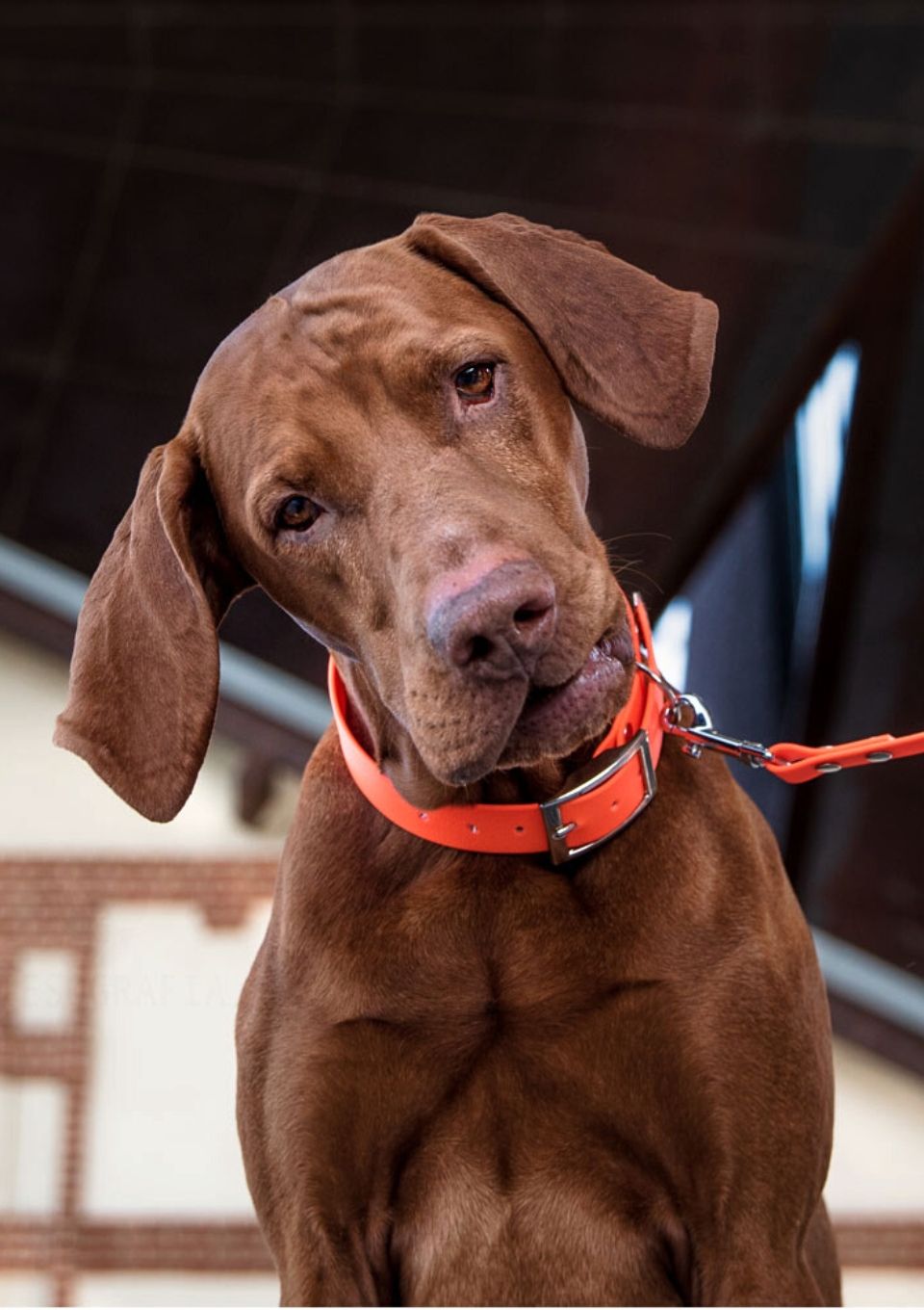 Obroża ze sprzączką ADVENTURE CRAZY ORANGE S | 16mm