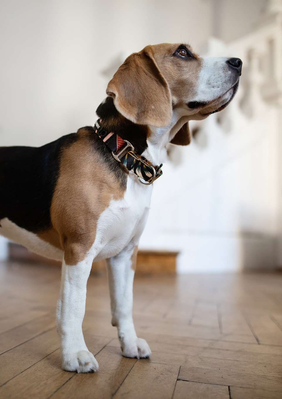 Obroża martingale PALMS S | 20mm