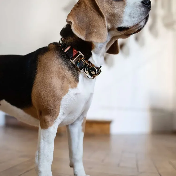 Obroża martingale PALMS S | 20mm