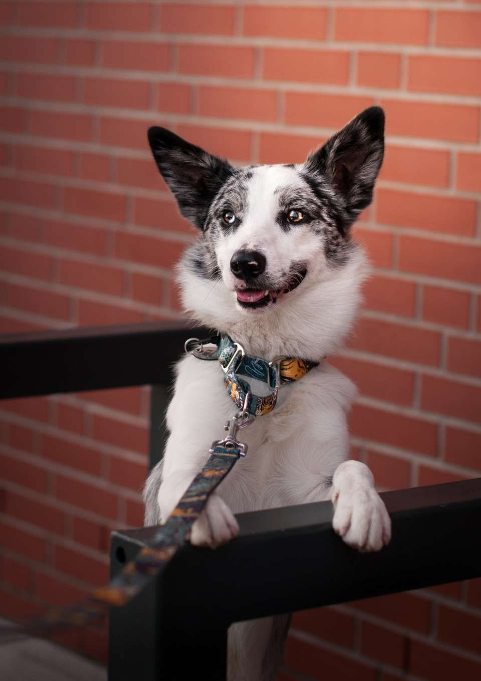 Smycz miejska EXOTIC 150cm 20mm