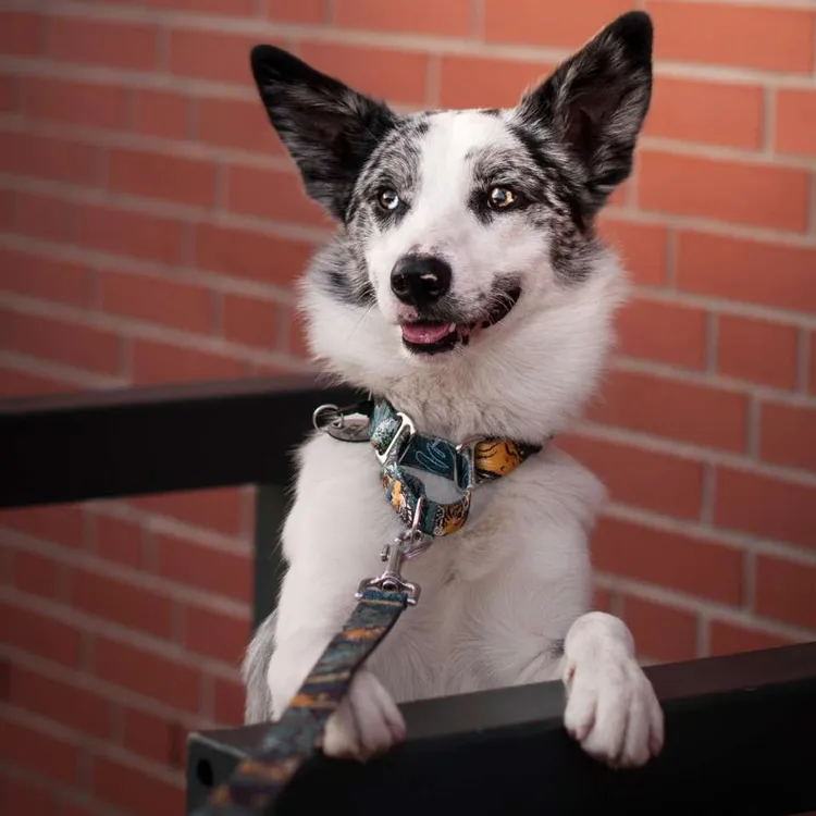 Smycz miejska EXOTIC 150cm 20mm