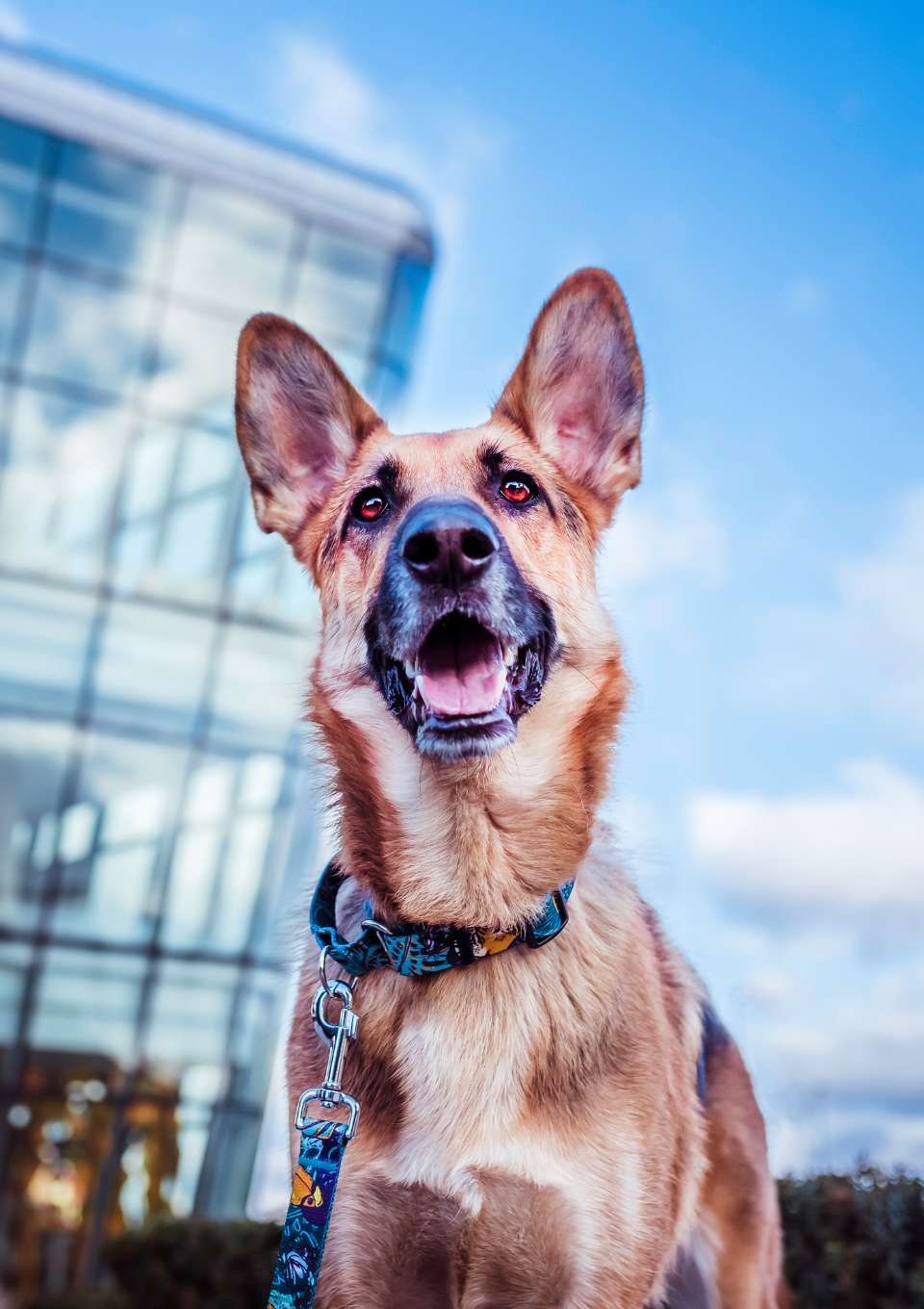 Obroża martingale EXOTIC S | 20mm