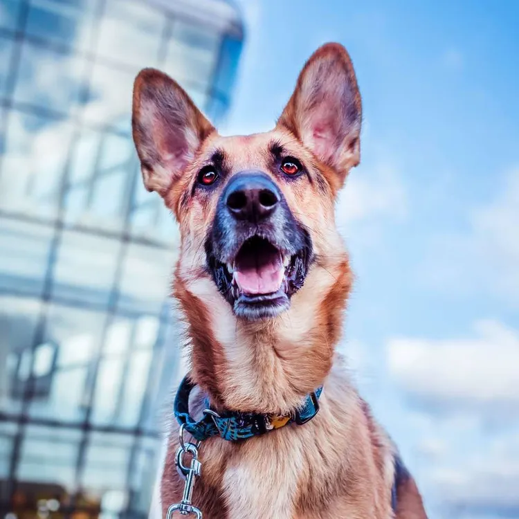 Smycz przepinana EXOTIC 200cm 20mm