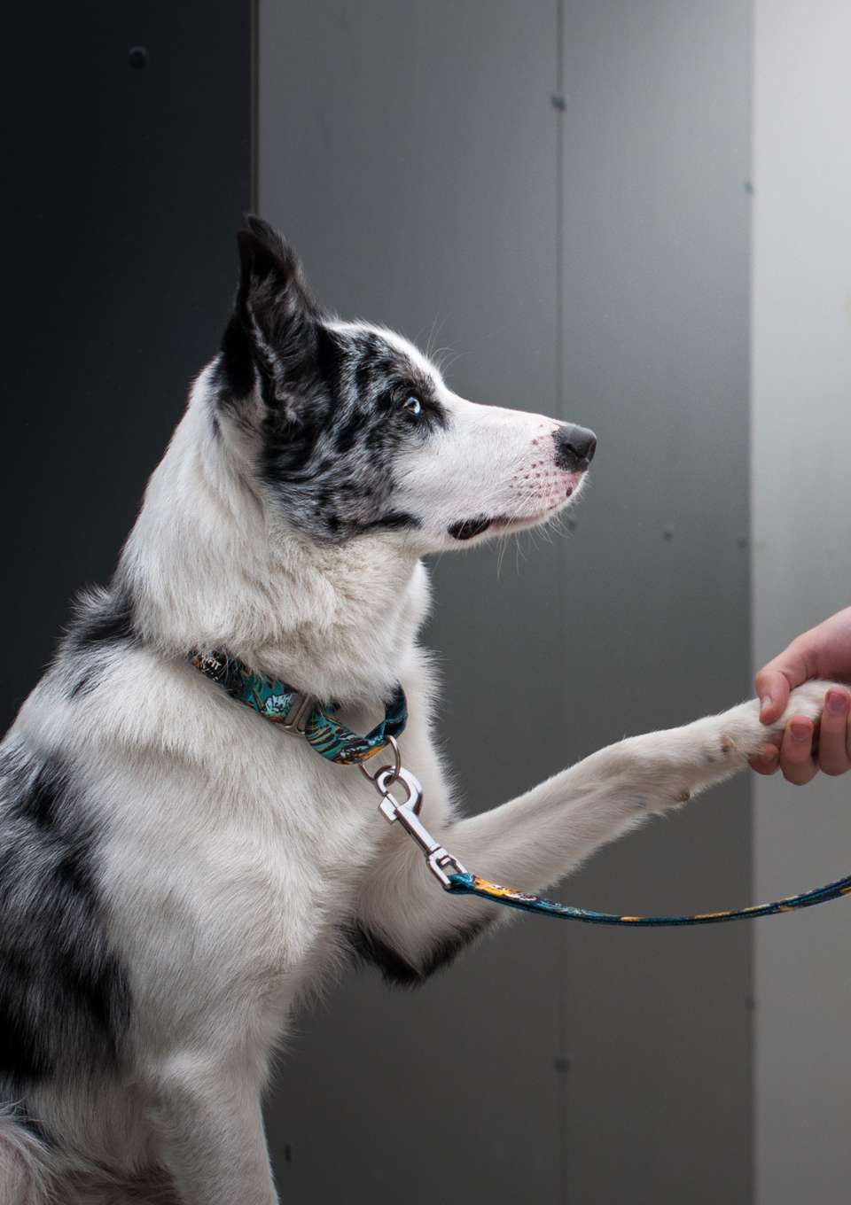 Obroża martingale EXOTIC S | 20mm