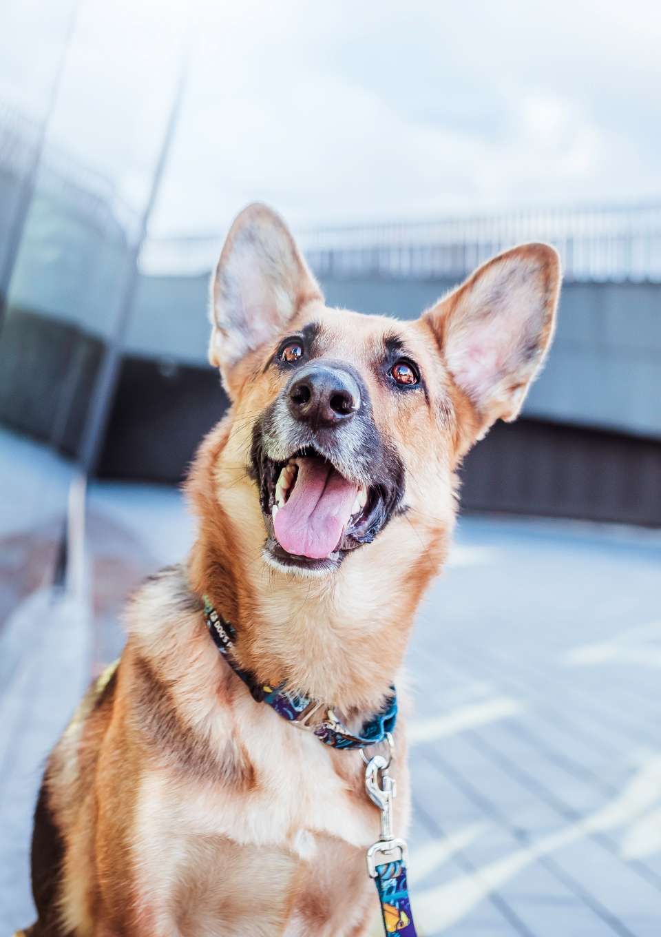 Obroża martingale EXOTIC S | 20mm