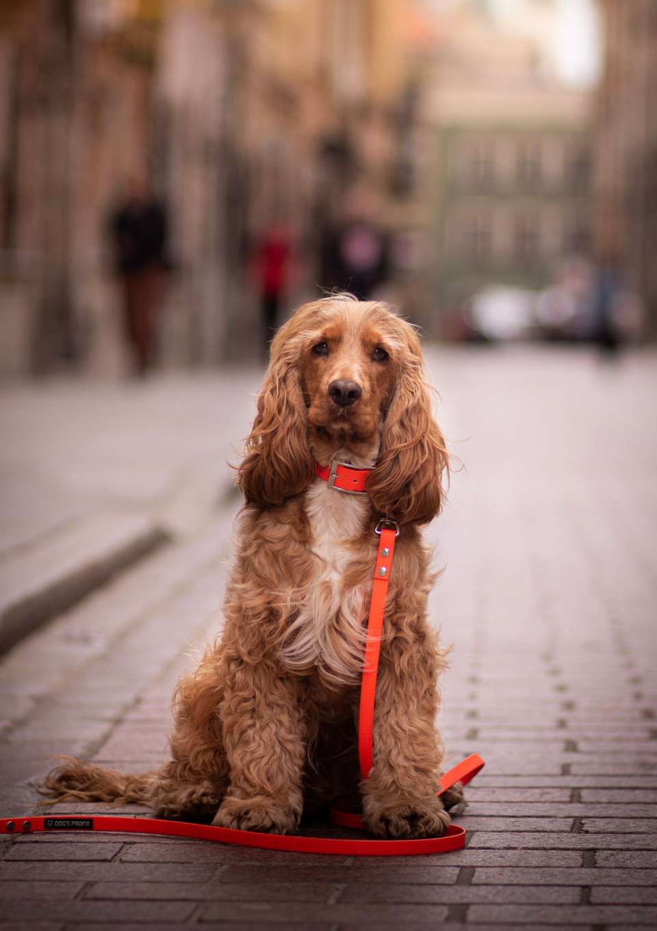 Obroża ze sprzączką ADVENTURE CRAZY ORANGE S | 16mm