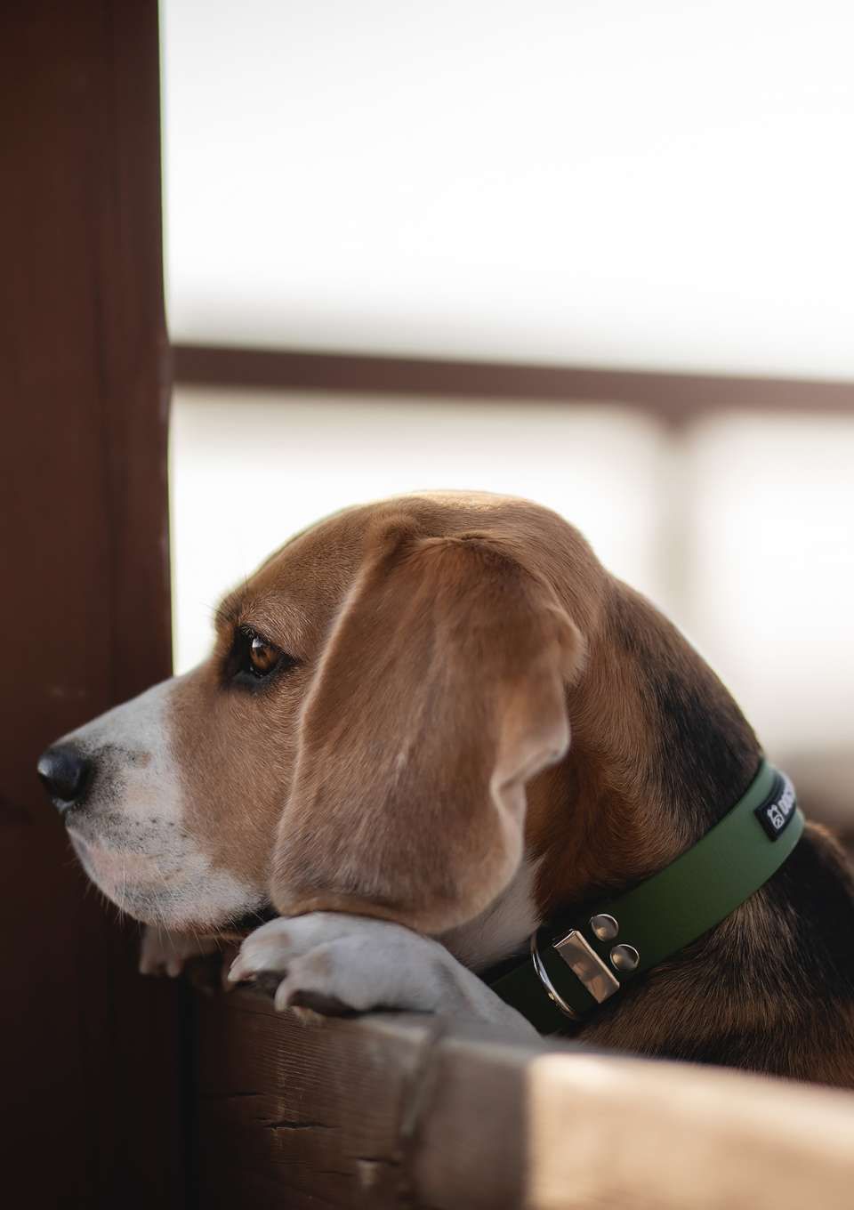 Obroża ze sprzączką ADVENTURE OLIVE S | 16mm