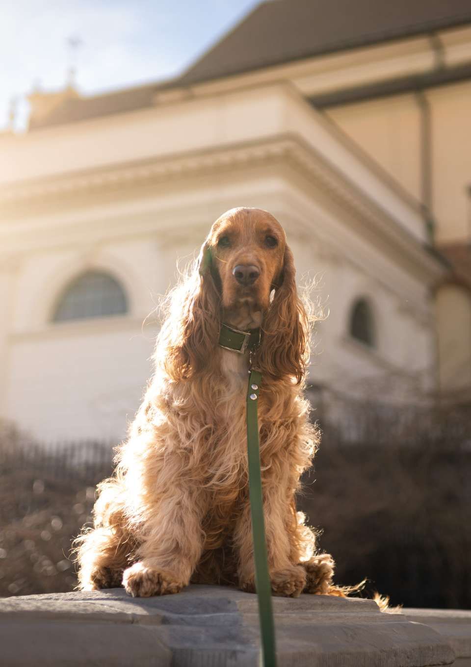 Smycz miejska ADVENTURE OLIVE 150cm 16mm