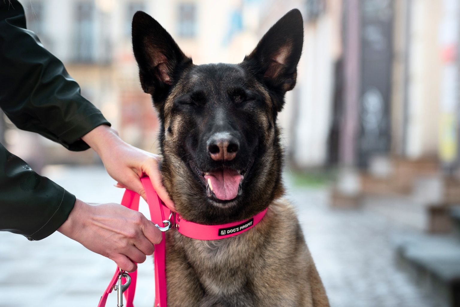 Owczarek belgijski malinois