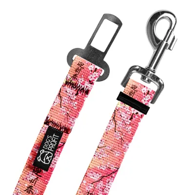 Pas do auta Sakura