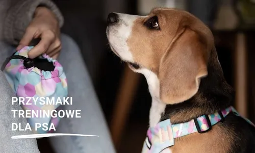 Treningowe dla psa