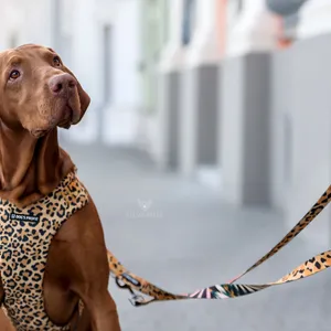 Psiak ze smyczą przepinaną Dog's Profit