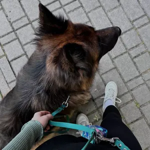 Obroża połzaciskowa na psiaku Dog's Profit