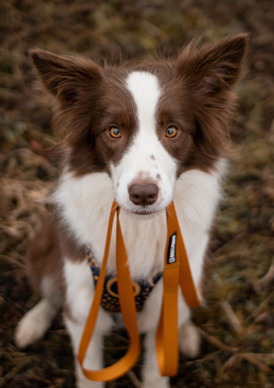 Smycz miejska CARAMEL 150cm 20mm