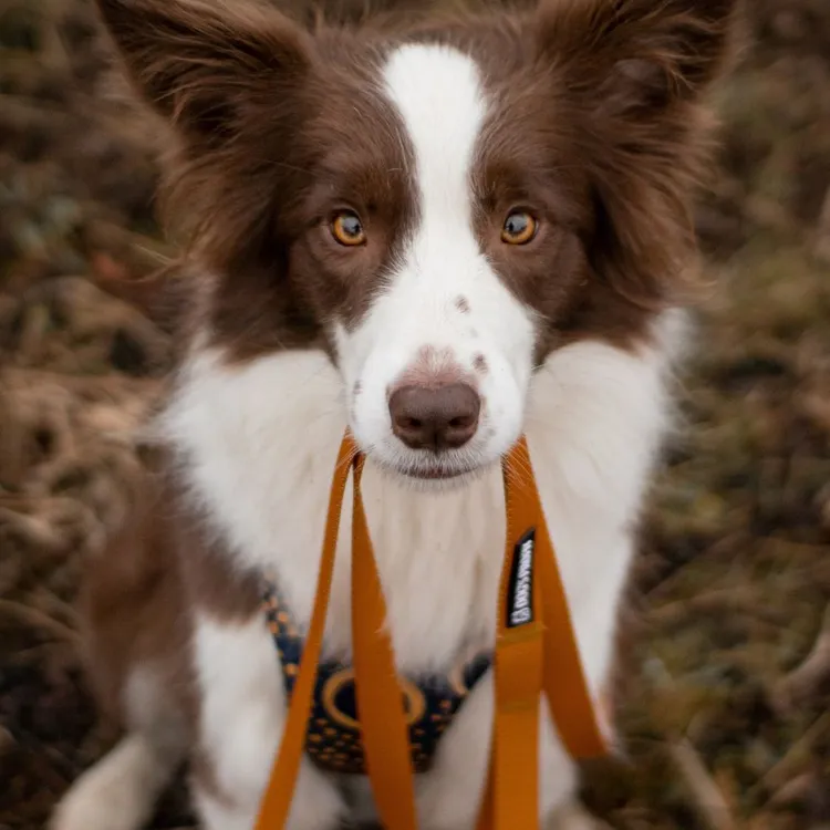 Smycz przepinana CARAMEL 200cm 20mm