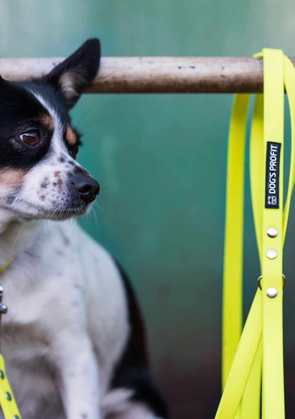 Smycz miejska ADVENTURE LEMON 150cm 16mm